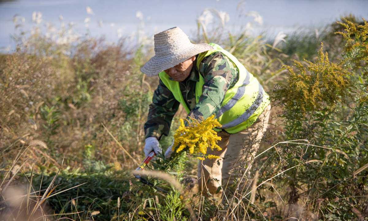 A man is wiping out Solidago Canadensis in Wuhan, Central China's Hubei Province. Photo: VCG