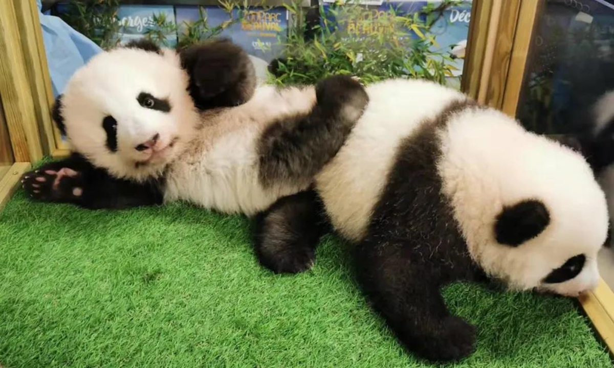 Two Giant Panda cubs born at Beauval Zoo in central France have been officially named Yuan Dudu and Huan Lili at a ceremony on Thursday. Photo: French Embassy in China