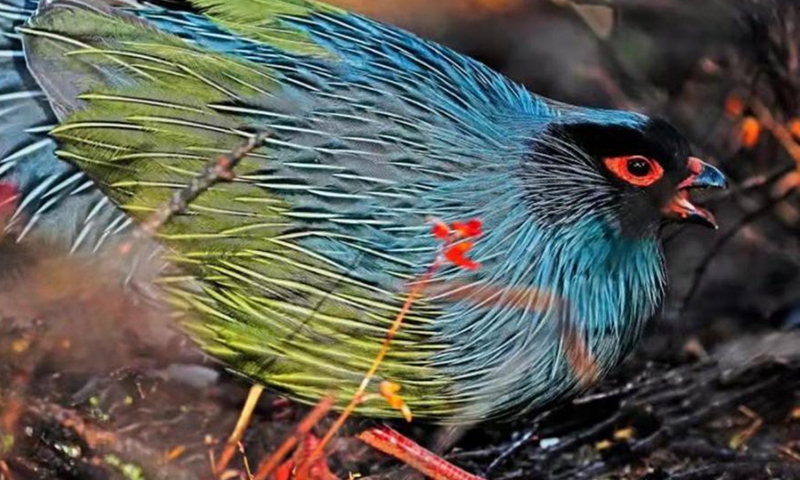Photo shows blood pheasant.Photo:China News Service