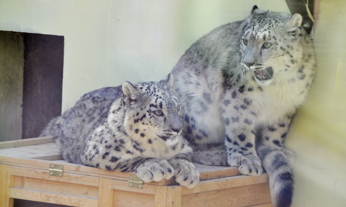 Two snow leopard cubs rest at Xining Wildlife Park in Northwest China's Qinghai Province on April 27, 2020. Photo: VCG