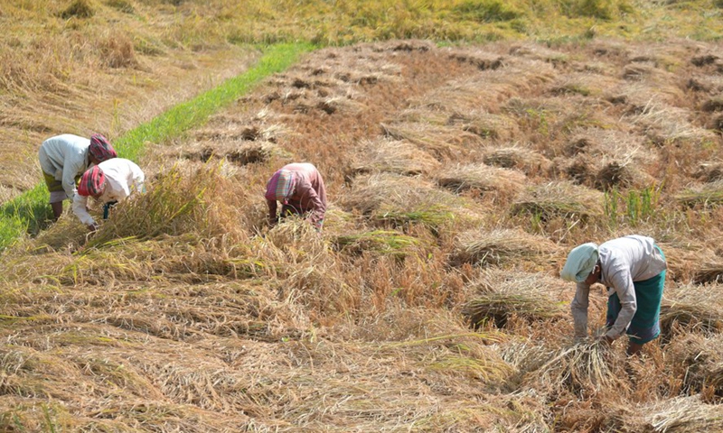 Farmers work in a field on the outskirts of Agartala, the capital city of India's northeastern state of Tripura, Nov. 20, 2021. Photo:Xinhua