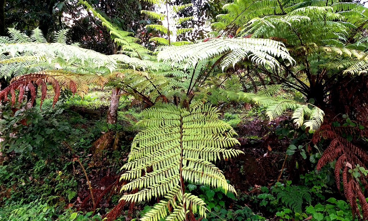 Alsophila spinulosa Photos: Courtesy of Forestry and Grassland Administration of Medog