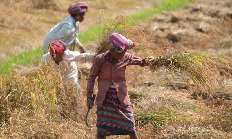 Farmers work in a field on the outskirts of Agartala, the capital city of India's northeastern state of Tripura, Nov. 20, 2021. Photo:Xinhua