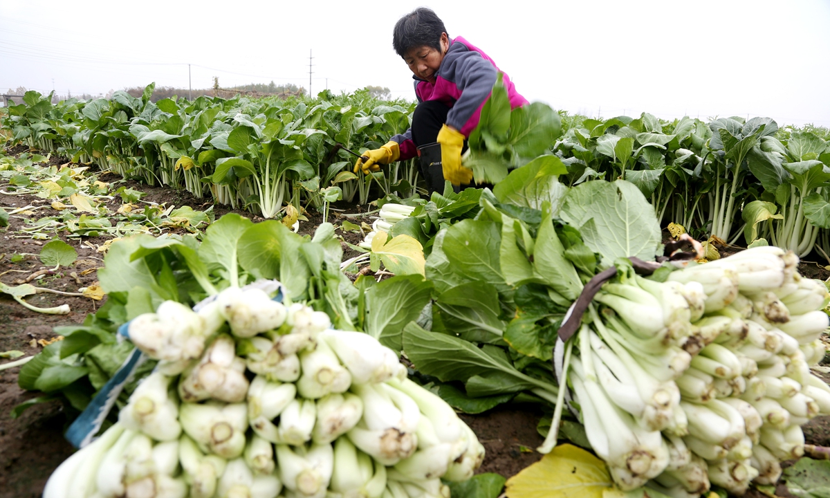 A farmer harvests vegetables in Lianyungang, East China's Jiangsu Province on November 21, 2021. China's vegetable supplies are abundant for upcoming festivals after vegetable prices surged in October, state broadcaster CCTV reported on the same day, citing agricultural authorities. 
Photo: VCG