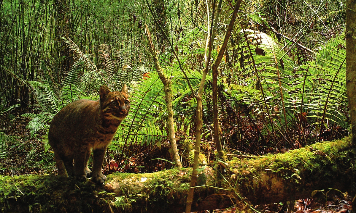 Asian golden cat Photos: Courtesy of Forestry and Grassland Administration of Medog