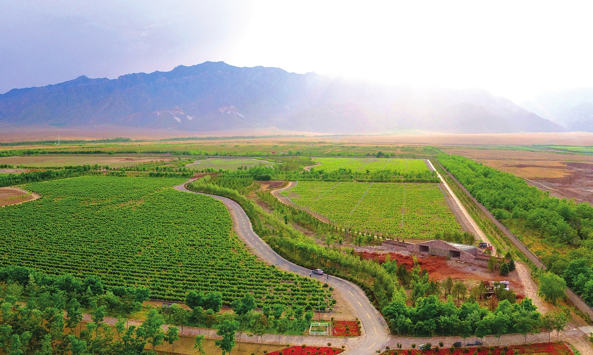 The grape wine growing base at the eastern foot of Helan Mountain in Northwest China's Ningxia Hui Autonomous Region Photo: Courtesy of Yuanshi Vineyardg