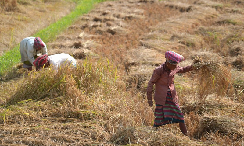 Farmers work in a field on the outskirts of Agartala, the capital city of India's northeastern state of Tripura, Nov. 20, 2021. Photo:Xinhua