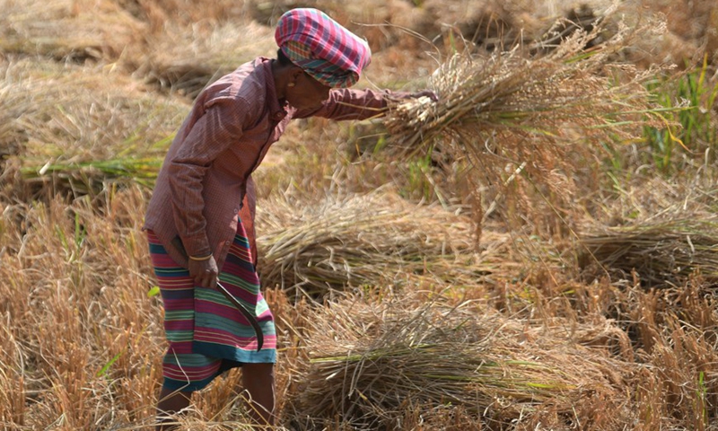 A farmer works in the agricultural field on the outskirts of Agartala, the capital city of India's northeastern state of Tripura, Nov. 20, 2021.Photo:Xinhua