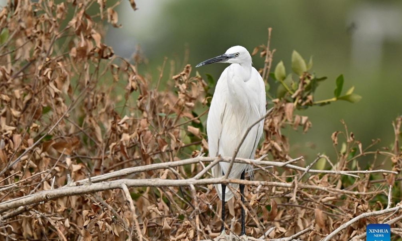 A little egret is seen in Jahra Governorate, Kuwait, Nov. 21, 2021. Photo: Xinhua