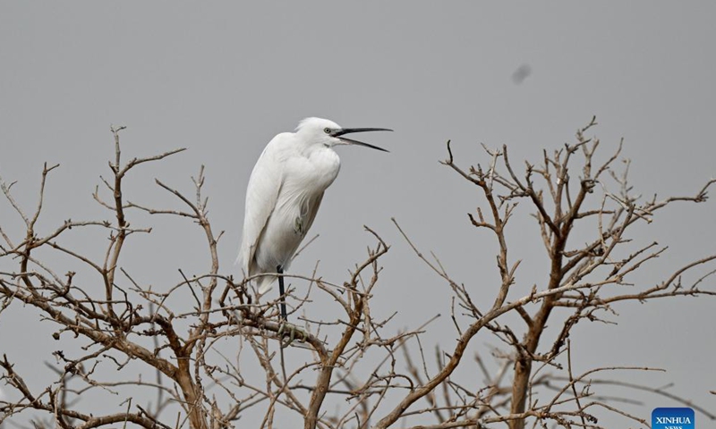 A little egret is seen in Jahra Governorate, Kuwait, Nov. 21, 2021. Photo: Xinhua
