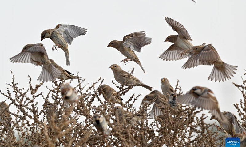 Spanish sparrows forage in Jahra Governorate, Kuwait, Nov. 21, 2021. Photo: Xinhua