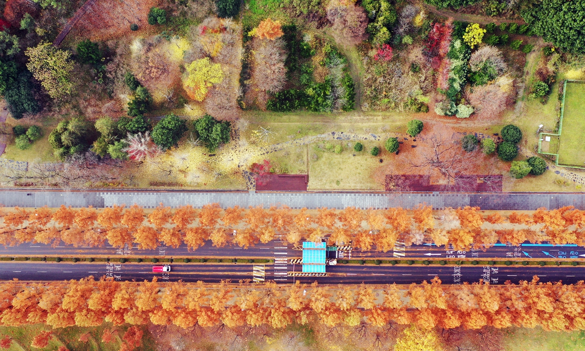 Cars drive on a highway decorated with maple trees in Gwangju, South Korea on Monday. South Korea's autumn foliage season starts from mid-September to mid-November and reaches its peak usually after two weeks. Photo: VCG
