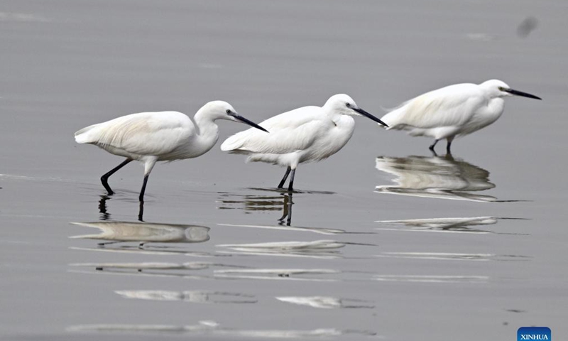 Little egrets forage in Jahra Governorate, Kuwait, Nov. 21, 2021. Photo: Xinhua