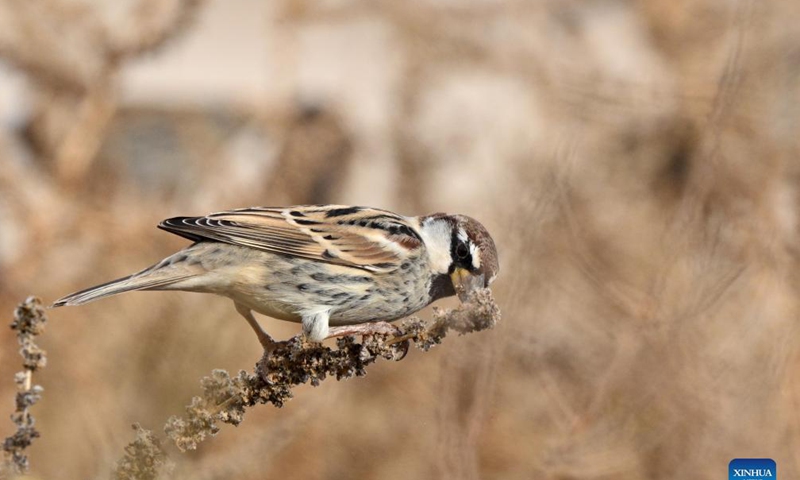 A Spanish sparrow forages in Jahra Governorate, Kuwait, Nov. 21, 2021.Photo: Xinhua