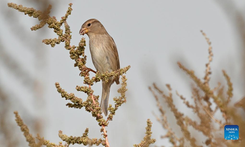 A Spanish sparrow forages in Jahra Governorate, Kuwait, Nov. 21, 2021. Photo: Xinhua