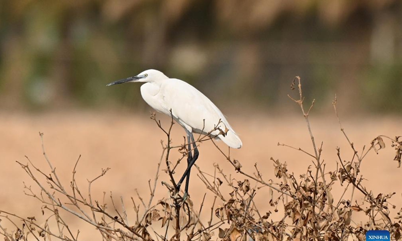 A little egret is seen in Jahra Governorate, Kuwait, Nov. 21, 2021. Photo: Xinhua