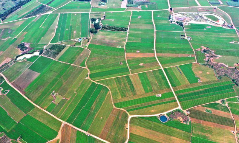 Aerial photo taken on Nov. 22, 2021 shows a vegetable plantation in Litang Township, Binyang County of Nanning in south China's Guangxi Zhuang Autonomous Region.Photo:Xinhua