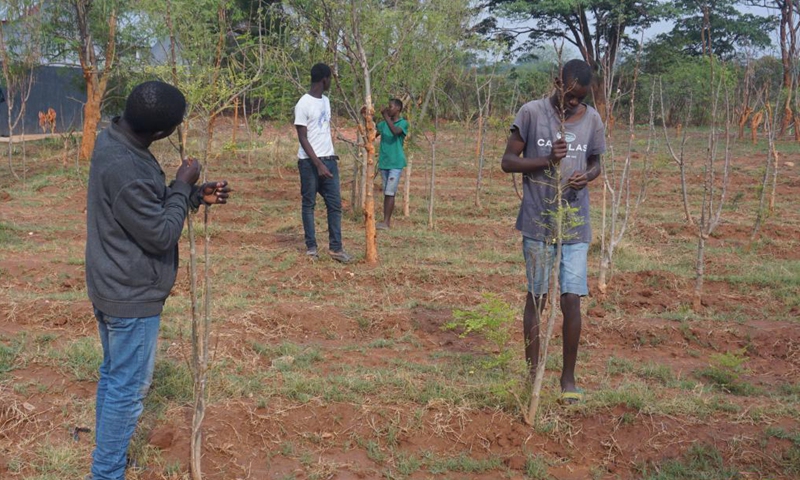 Young people from the Koinonia community check trees planted a few years ago during a tree-planting program in Lusaka, Zambia, on Nov. 20, 2021.Photo:Xinhua