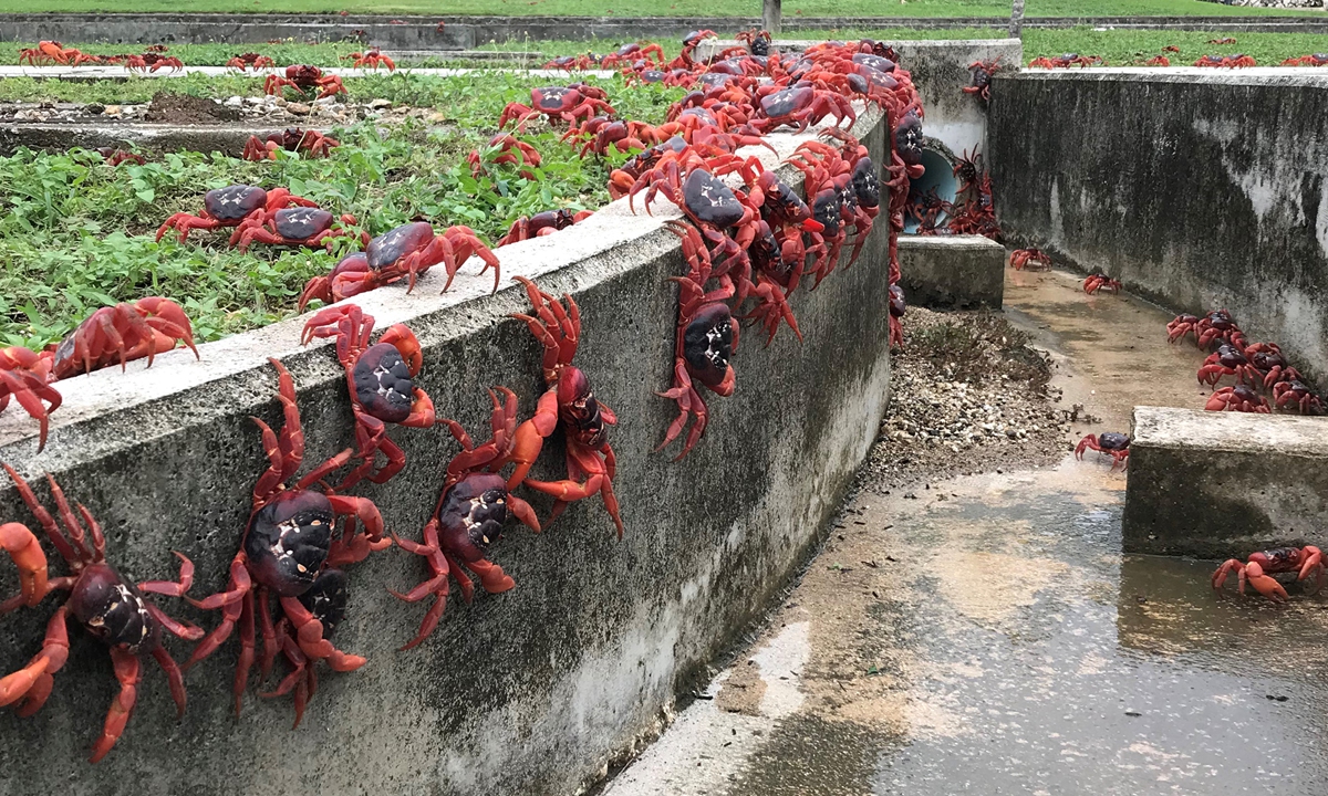 Thousands of red crabs crawl through a drain on Novermber 23, 2021 on Christmas Island, Australia. The annual migration of red crabs begins with the first rains of the wet season on Christmas Island, usually around October or November. Millions of the red crabs make their way across the island to the ocean to mate and spawn. Photo: AFP