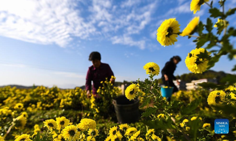 Villagers harvest chrysanthemums in Qianjia Village of Sanjiaotang Township, Changning City, Hengyang, central China's Hunan Province, Nov. 23, 2021.Photo:Xinhua
