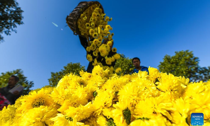 Villagers harvest chrysanthemums in Qianjia Village of Sanjiaotang Township, Changning City, Hengyang, central China's Hunan Province, Nov. 23, 2021.Photo:Xinhua