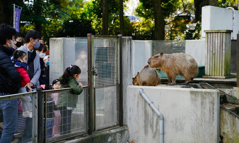 People view animals during Japan's Labor Thanksgiving Day holiday at Chikozen Park in Saitama, Japan, Nov. 23, 2021.Photo:Xinhua