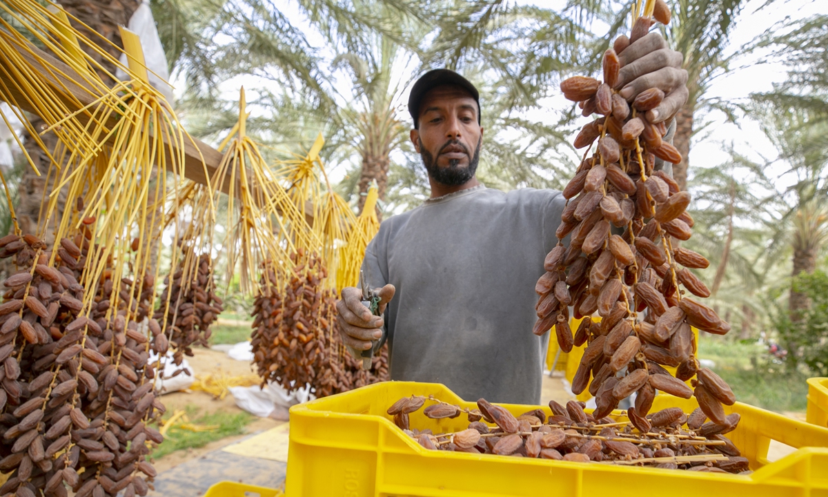Harvested Dates Global Times harvested-dates-global-times