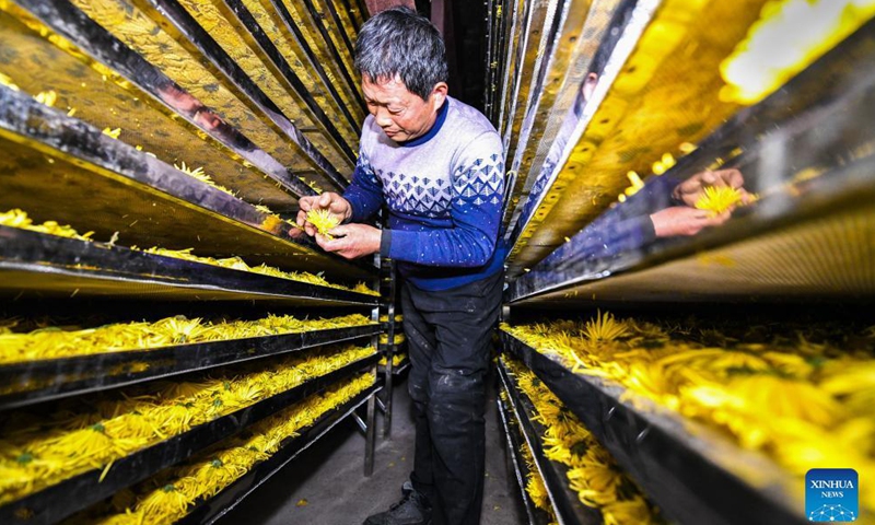 A villager checks the drying of chrysanthemums at a workshop in Qianjia Village of Sanjiaotang Township, Changning City, Hengyang, central China's Hunan Province, Nov. 23, 2021.Photo:Xinhua