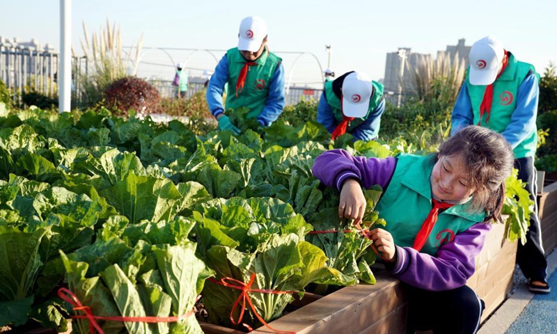Photo taken on Nov. 24, 2021 shows Jinhua Middle School agronomy group working in their rooftop eco-garden, as part of an anniversary exhibition of the project.Photo:Xinhua