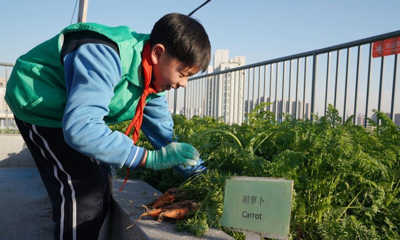 Photo taken on Nov. 24, 2021 shows Jinhua Middle School agronomy group working in their rooftop eco-garden, as part of an anniversary exhibition of the project.Photo:Xinhua