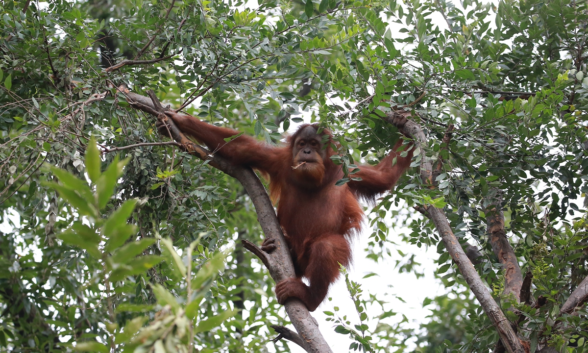 Orangutans in the Nanjing Hongshan Forest Zoo in East China's Jiangsu Province 
Below: A painting created by Xiaohei, one of the orangutans at the zoo Photos: Courtesy of the Nanjing Hongshan Forest Zoo