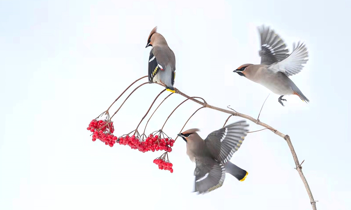 In a park in Songyuan, Northeast China's Jilin Province, amidst the snow-capped mountains, spirited Bohemian waxwings flock and forage. Photo: IC