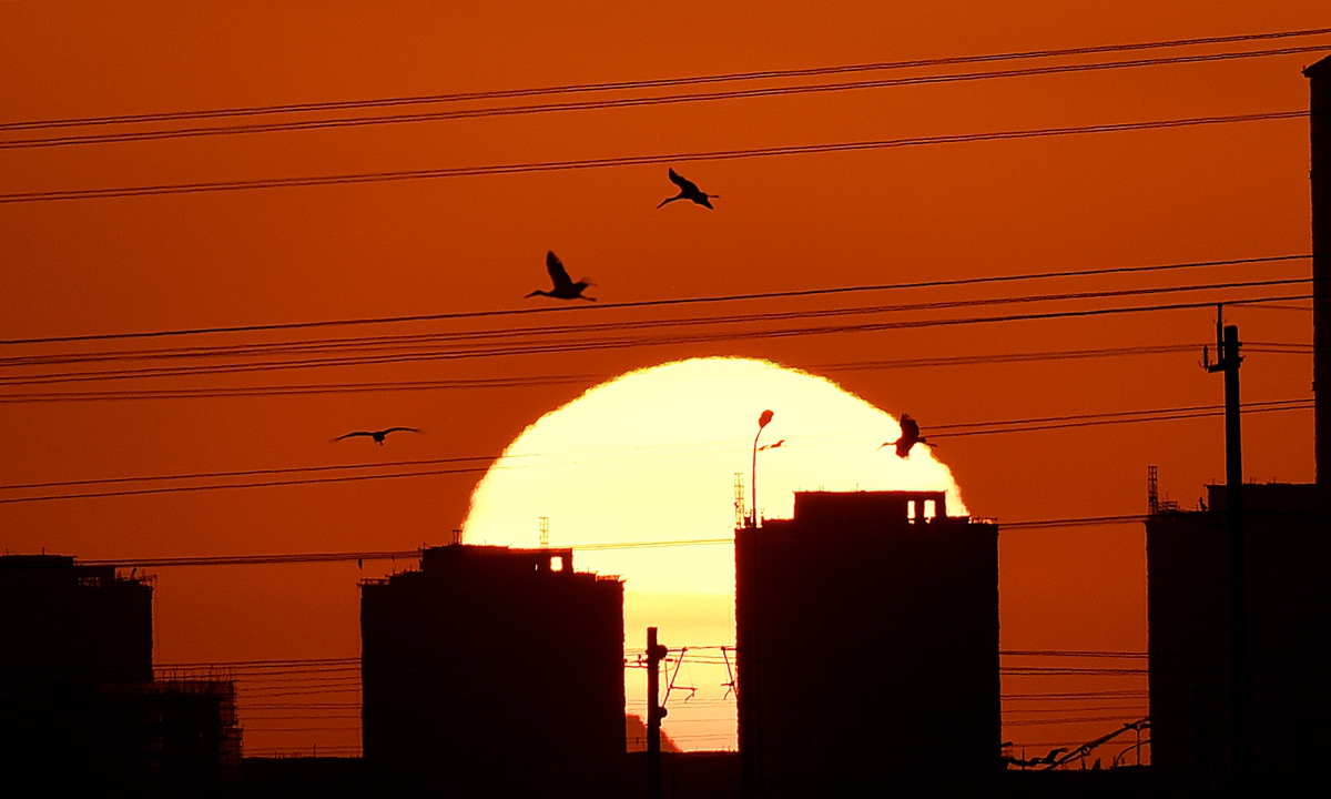 At sunrise in North China's Tianjin Municipality, the slowly rising winter sun and the flocks of Oriental Storks taking off together make a beautiful picture. Photo: IC