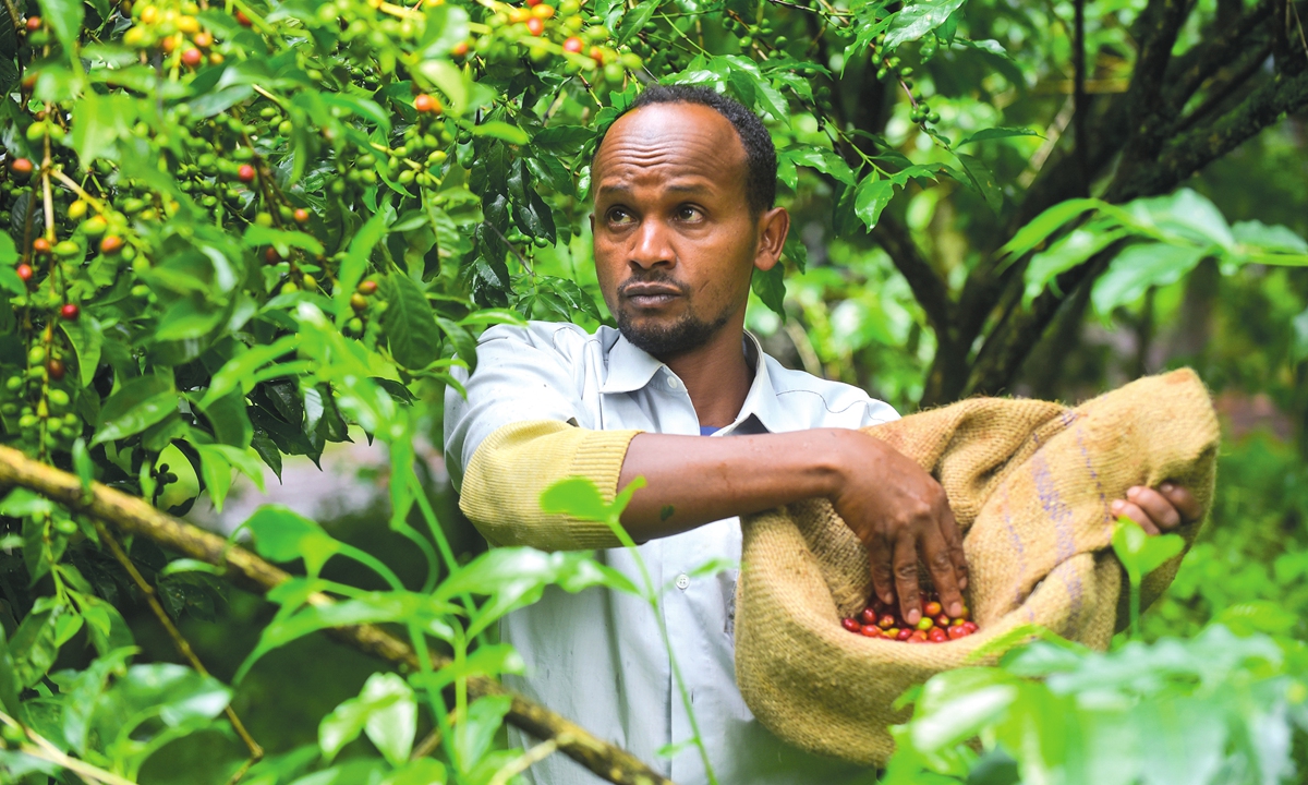 A farmer picks coffee beans at a farm in Ethiopia on September 22, 2021. China is a major importer of Ethiopian coffee. Photo: Xinhua