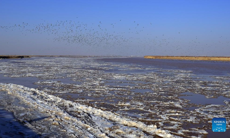 Birds fly over the Yellow River's middle reaches in Dalad Banner of Erdos, north China's Inner Mongolia Autonomous Region, Nov. 28, 2021.(Photo: Xinhua)