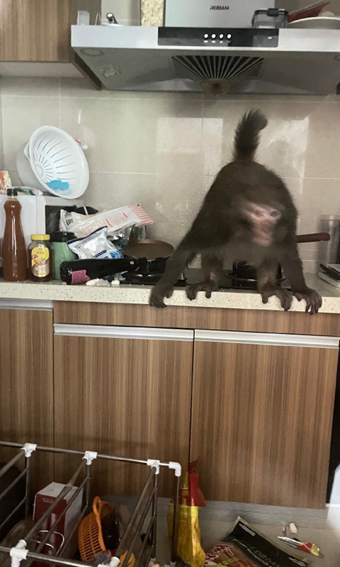 A monkey from the Qianling Mountain in Southwest China's Guizhou Province has broken into a 30-story-high building, looted an apartment, and threatened a girl and her dog. Photo: courtesy of Sina Weibo blogger Faye