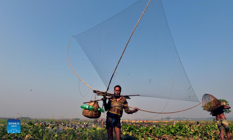 A man goes home with fish he caught during a fish hunting at a marshy land in Pabna, Bangladesh on Nov. 27, 2021.(Photo: Xinhua)