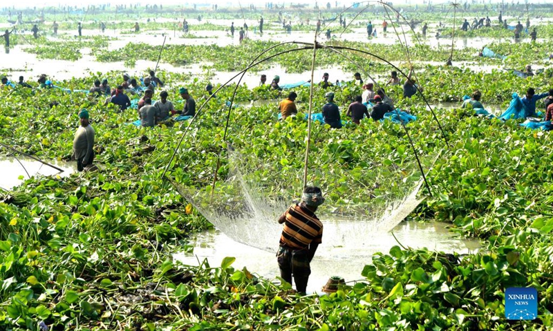 People catch fish at a marshy land with large net in hand in Pabna, Bangladesh on Nov. 27, 2021.(Photo: Xinhua)