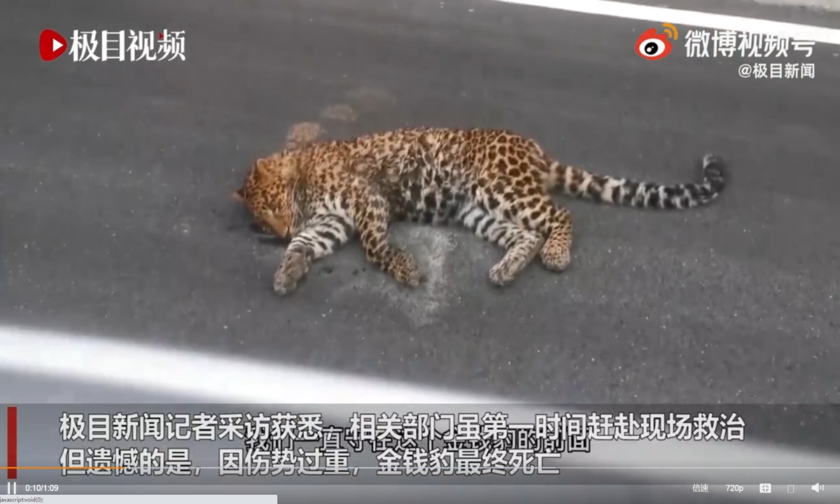 An injured leopard was found on a highway in Southwest China's Sichuan Province on Sunday. Photo: screenshot of video posted by Jimu News