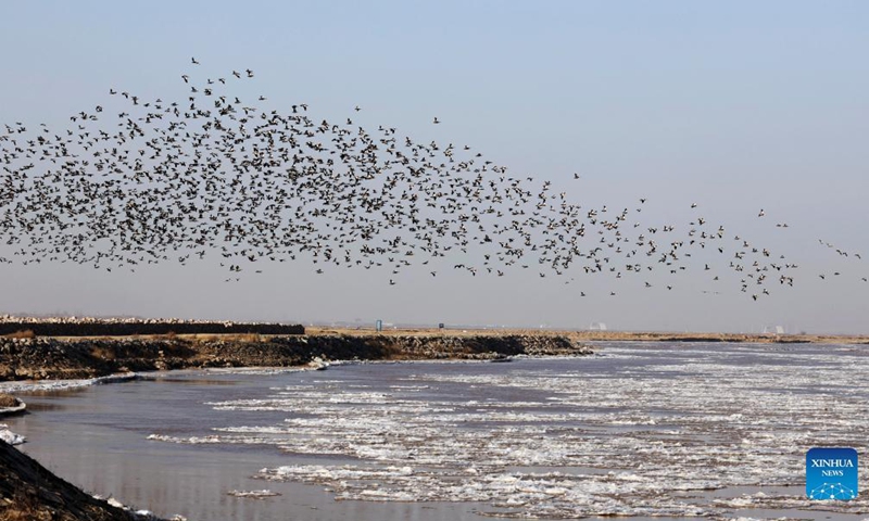 Birds fly over the Yellow River's middle reaches in Dalad Banner of Erdos, north China's Inner Mongolia Autonomous Region, Nov. 27, 2021.(Photo: Xinhua)