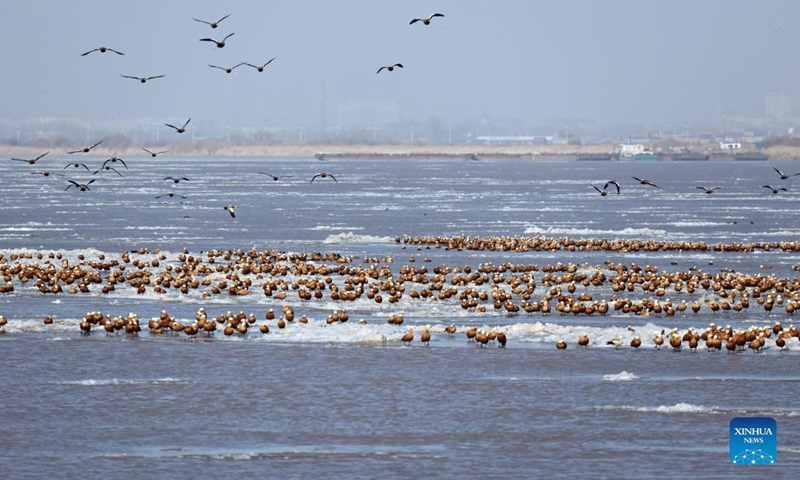 Birds perch on flowing ice at the Yellow River's middle reaches in Dalad Banner of Erdos, north China's Inner Mongolia Autonomous Region, Nov. 27, 2021.(Photo: Xinhua)