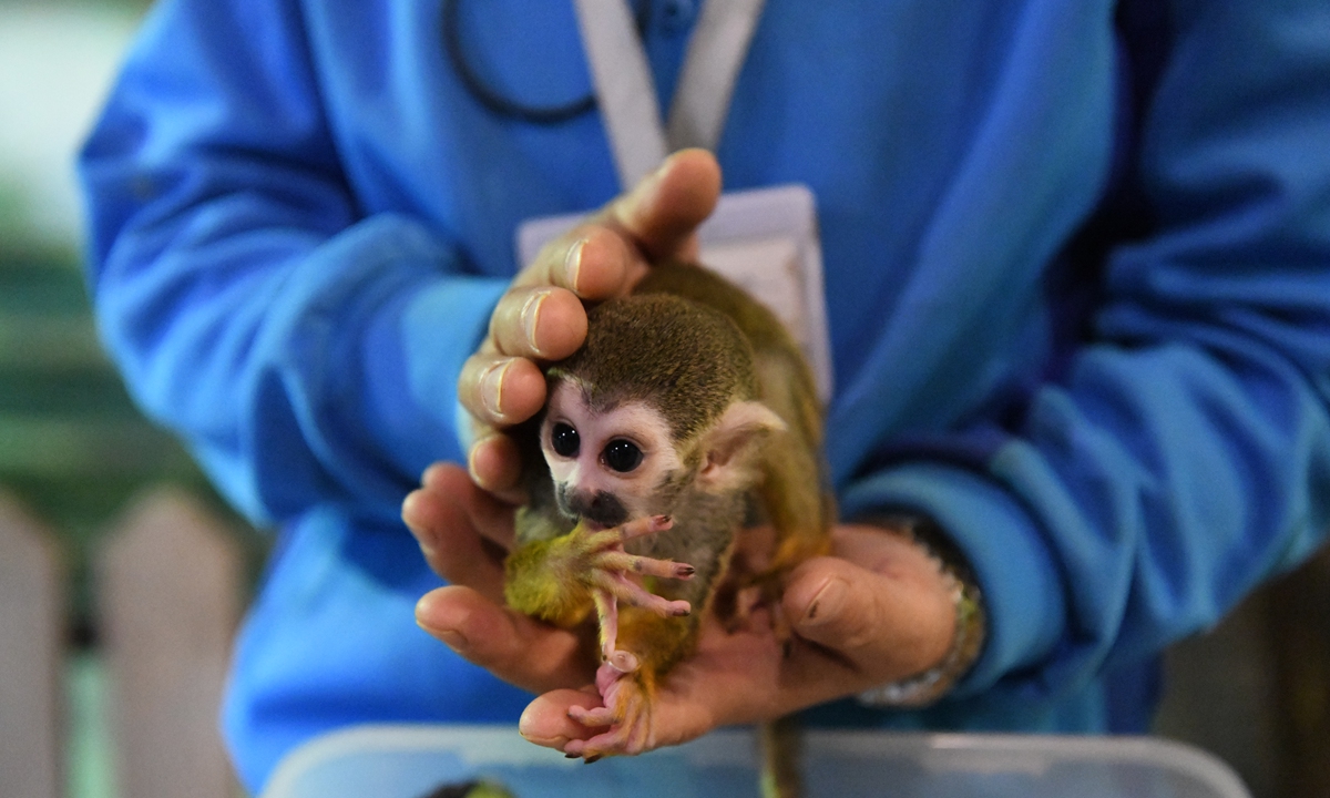 A 2-month-old squirrel monkey meets the public in the Harbin Polarpark in Harbin, Northeast China's Heilongjiang Province, on December 1, 2021.Photo: VCG