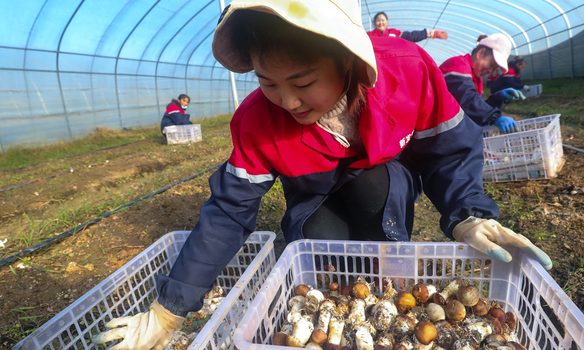 Farmers harvest mushrooms at a processing base in Guangshan county, Central China's Henan Province on December 2, 2021. The cultivation of choice edible fungus, introduced this fall, has resulted in a plentiful harvest, with incomes generated by the cultivation averaging more than 20,000 yuan ($3,137.4) per mu (0.066 hectares). Photo: cnsphoto