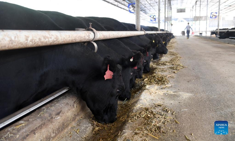 China develops new beef cattle 'Huaxi' with globally leading production capacity