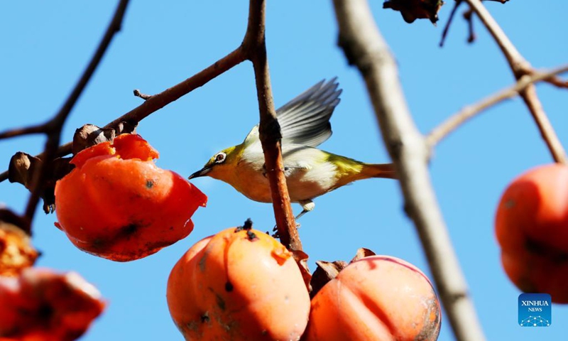 A white-eye bird pecks a persimmon on a fruiting persimmon tree in east China's Shanghai, Dec. 2, 2021.(Photo: Xinhua)