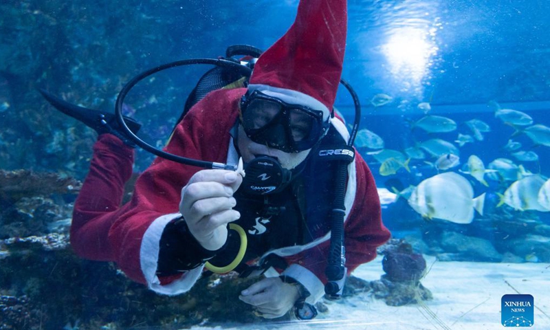 A scuba diver in Santa Claus costume swims in the shark tank as part of the Christmas celebrations in Tropicarium Shark Zoo in Budapest, Hungary on Dec 2, 2021.Photo:Xinhua