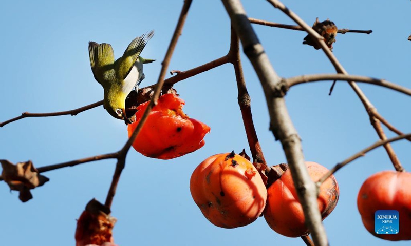A white-eye bird pecks a persimmon on a fruiting persimmon tree in east China's Shanghai, Dec. 2, 2021.(Photo: Xinhua)