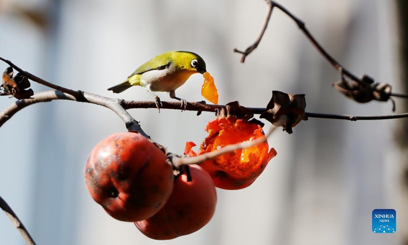 A white-eye bird perches on a fruiting persimmon tree with a piece of persimmon fruit in its beak in east China's Shanghai, Dec. 2, 2021.(Photo: Xinhua)