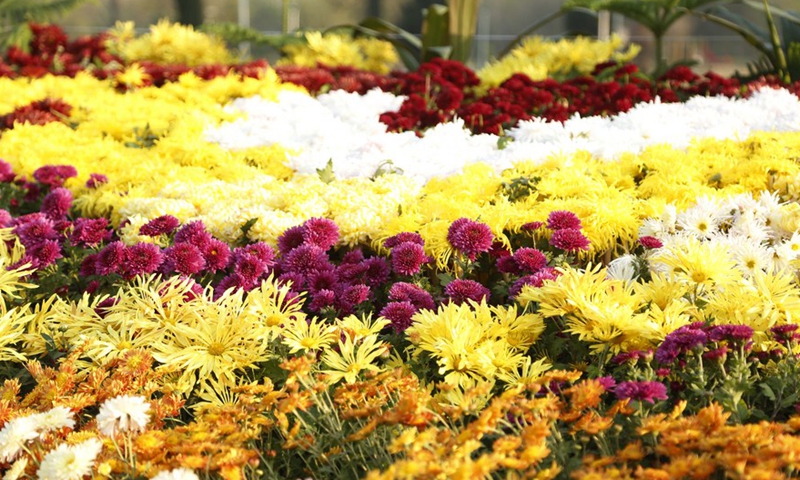 Photo taken on Dec, 4. 2021 shows blooming flowers during the Chrysanthemum and Autumn Flowers Show in Islamabad, capital of Pakistan.Photo:Xinhua