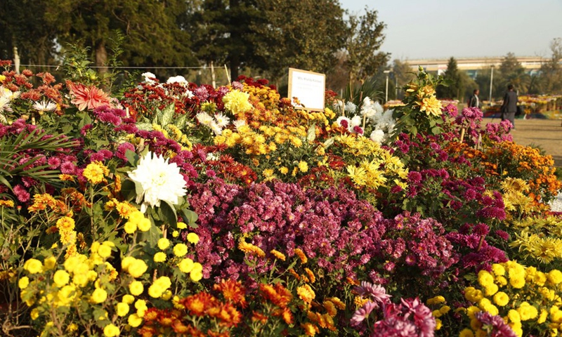 Photo taken on Dec, 4. 2021 shows blooming flowers at the Chrysanthemum and Autumn Flowers Show in Islamabad, Pakistan.Photo:Xinhua